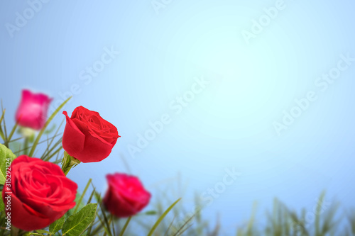 Fototapeta Naklejka Na Ścianę i Meble -  Red rose flower on the field
