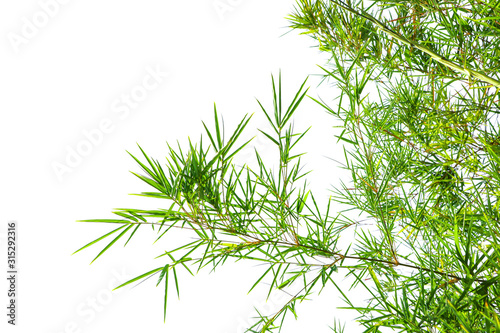Close up of Bamboo forest, green leaves ,green bamboo clump. On white background..