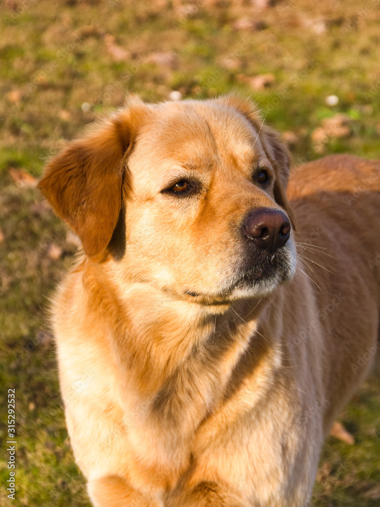 Close-up of a golden fur dog with a proud look Close-up of a golden fur dog with a proud look