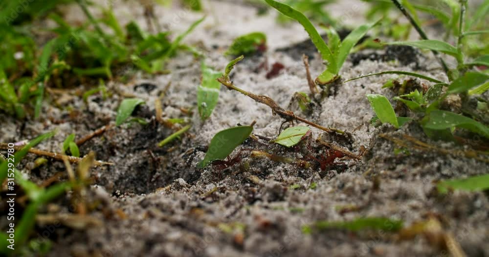 Small, red Leafcutter ants on the ground and collecting green leaves for their nest in Guyana - Close up Small, red Leafcutter ants on the ground and collecting green leaves for their nest in Guyana - Close up