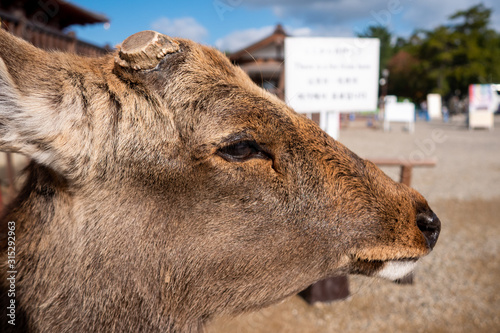 Beautiful nature deer in Nara park. japan travel concept
