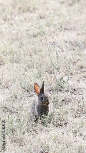 Grey rabbit in natural grassland. Backlit with pink ears.