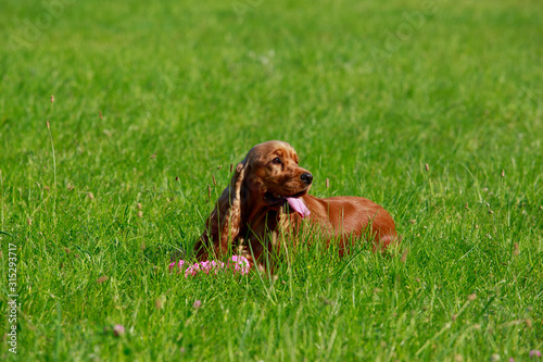 Dog breed english cocker spaniel