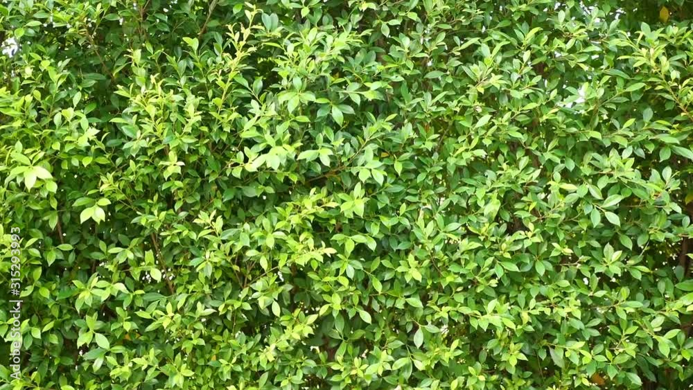 Wide angle view of garden wall trees swaying by the wind blow. Environment, green nature and background concepts. Wide angle view of garden wall trees swaying by the wind blow. Environment, green nature and background concepts.