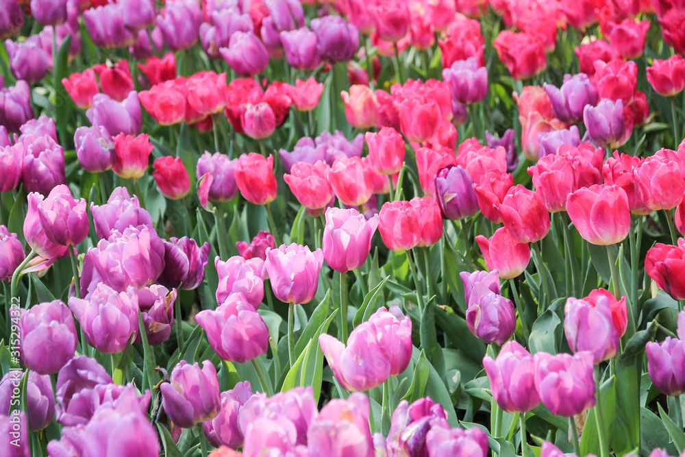 pink tulips in the garden pink tulips in the garden