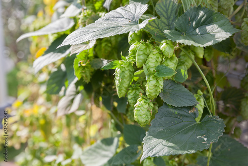 Hops growing in a farm photo