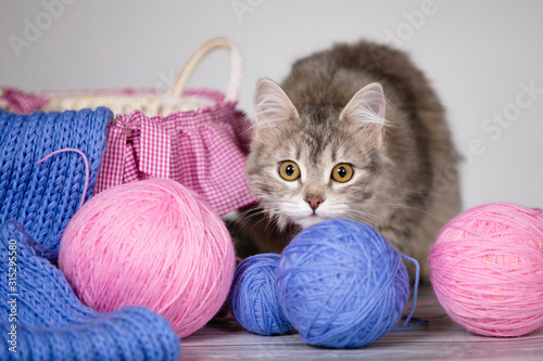 Gray cat and wool ball.