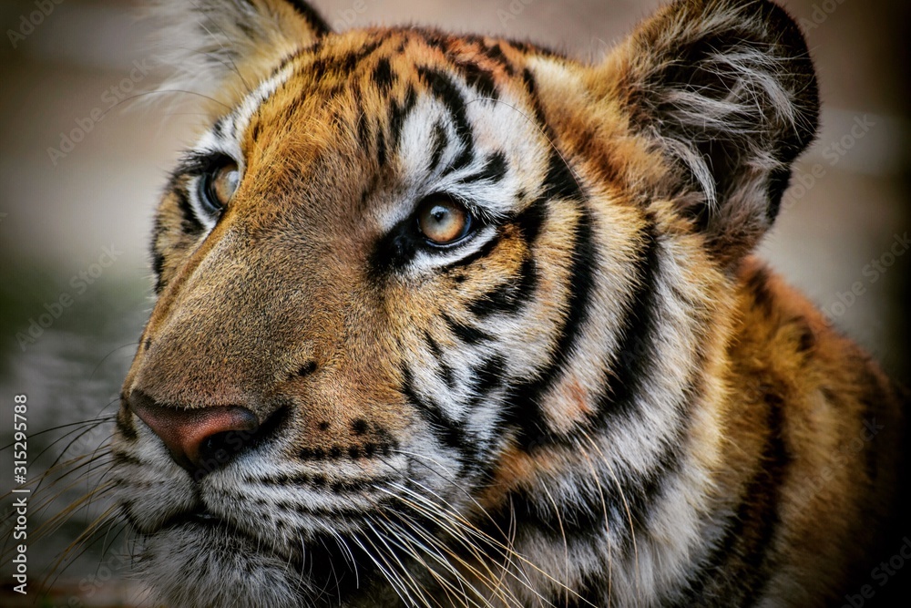 Closeup shot of a Bengal tiger in the jungle Closeup shot of a Bengal tiger in the jungle