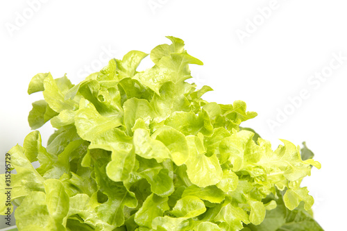 Close up Raw Fresh Green oak lettuce on white background. One of the most popular vegetables for salad menus.