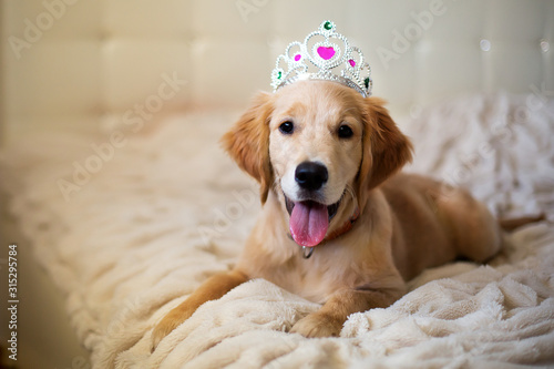 Puppy retriever dog in a crown