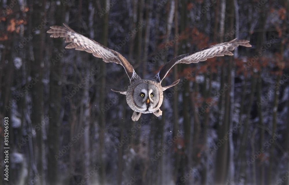 Obraz premium Great Grey Owl or Lapland Owl, lat. Strix nebulosa. Owl flying near a wood in the winter. Bird after taking off from the snow, front view ..