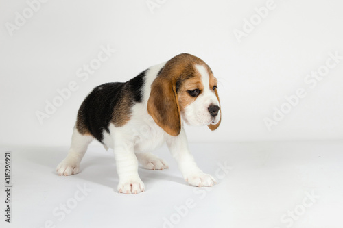 Puppy beagle on a white background.