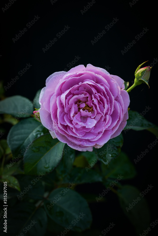 Beautiful purple rose on black background