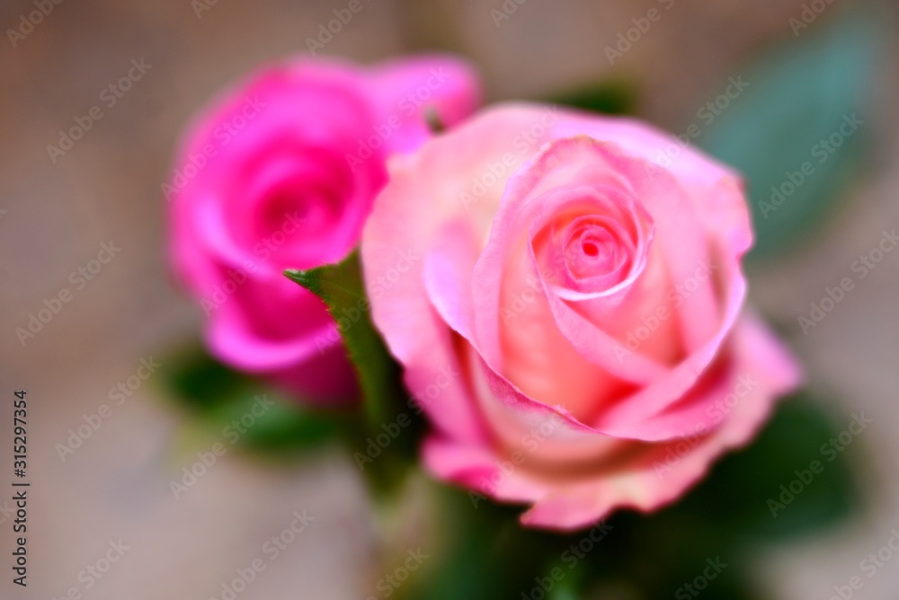 pink rose in the garden
