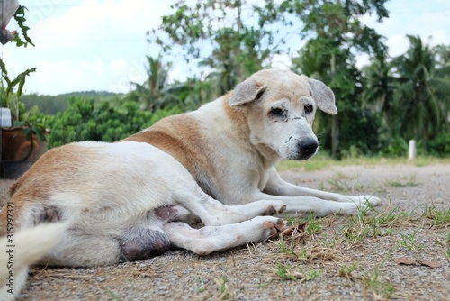 Old Thai dog sitting on a front yard with mountain view and green forest area