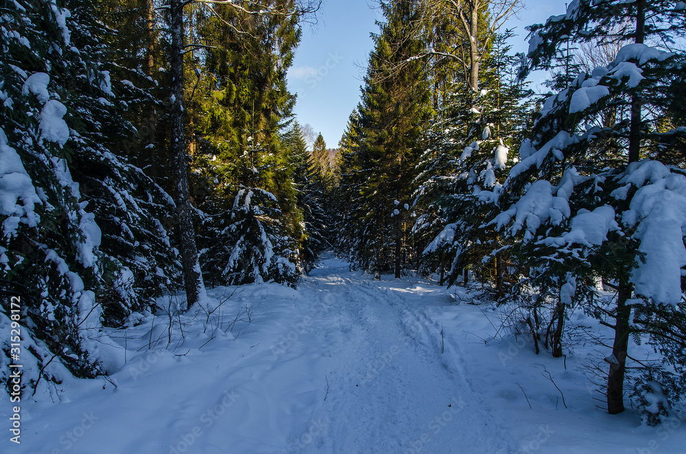 oświetlony las zimą bieszczady - obrazy, fototapety, plakaty 