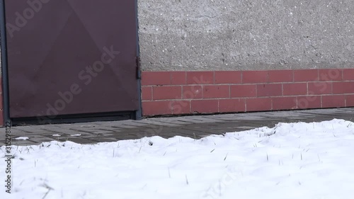 Kitten sits on sidewalk and watch into garden and then  she coughs for it and goes for food. Felise catus domesticus bored leaving the stadium.