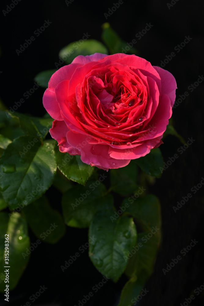 Beautiful red rose on black ground Beautiful red rose on black ground