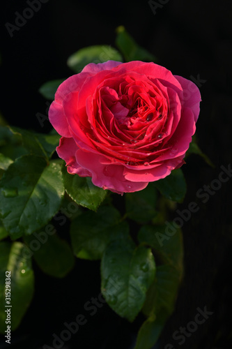 Beautiful red rose on black ground