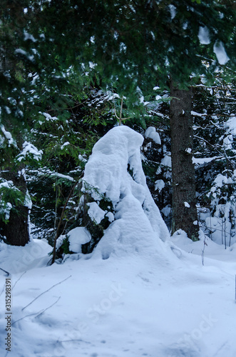 Fototapeta Naklejka Na Ścianę i Meble -   las zimą bieszczady