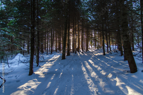 oświetlony las zimą bieszczady