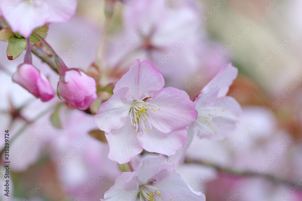 桜咲く 桜咲く