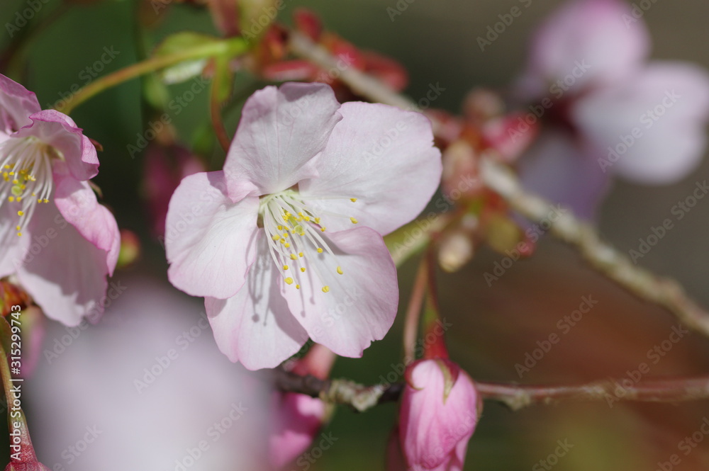 Obraz premium 桜咲く