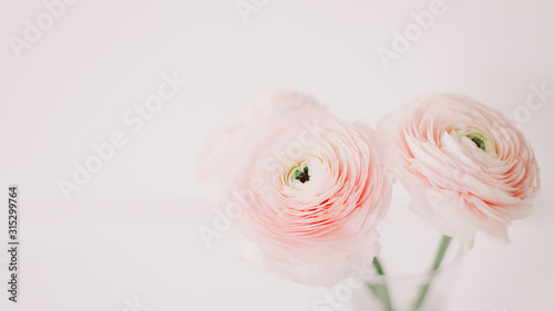 Floral background. Pink Ranunculus on a white background. Romantic background for invitations and greeting cards.  copy space.