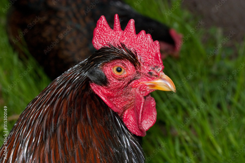 Portrait of a beautiful rooster with red comb, wattles and earlobes