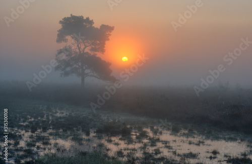 Silhouette of a Scots pine and orange sun pine on a misty heath at sunrise
