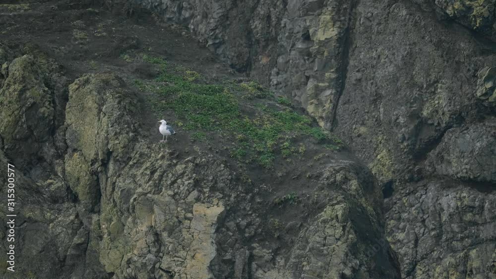 Seagull bird yelling on haystack rock cliff cannon beach pacific northwest oregon slow motion