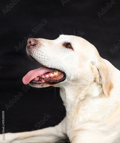 labrador dog in a studio with black background