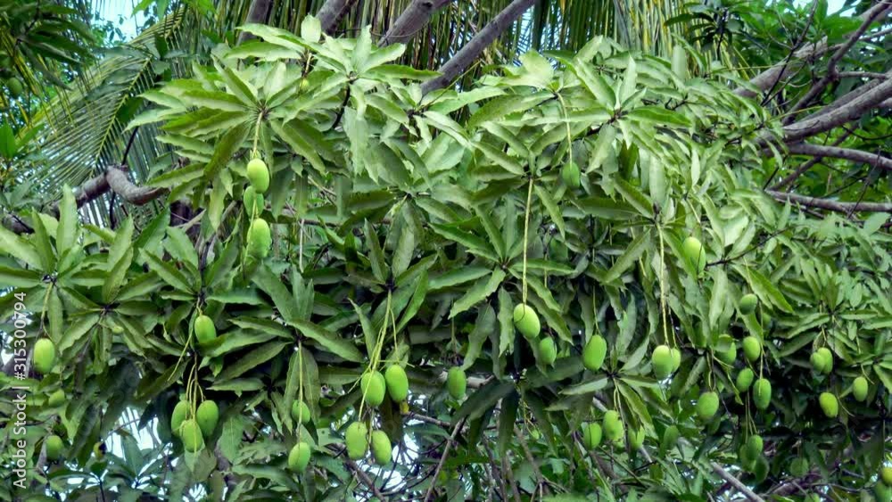 Bunch of raw unripe Bisayan mangoes hanging on a mango tree. Bunch of raw unripe Bisayan mangoes hanging on a mango tree.