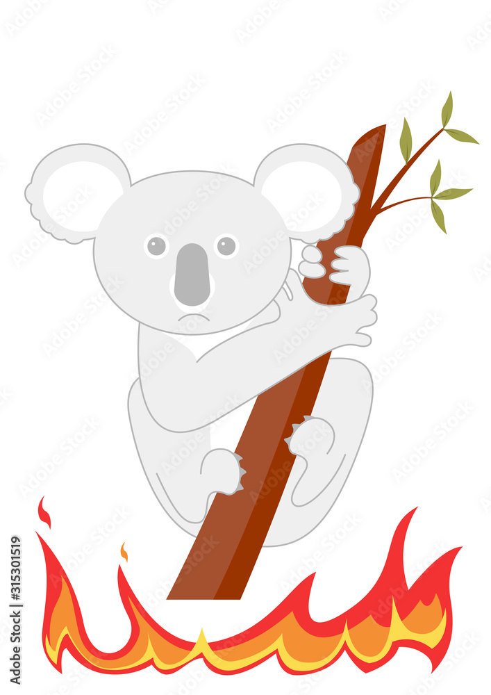 incendie - Koala réfugié dans une banche