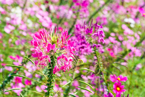 Canvas Print Beautiful pink Cleome hassleriana or spider flower in the garden