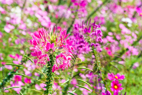 Beautiful pink Cleome hassleriana or spider flower in the garden
