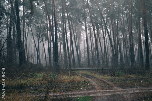 pine forest in the fog