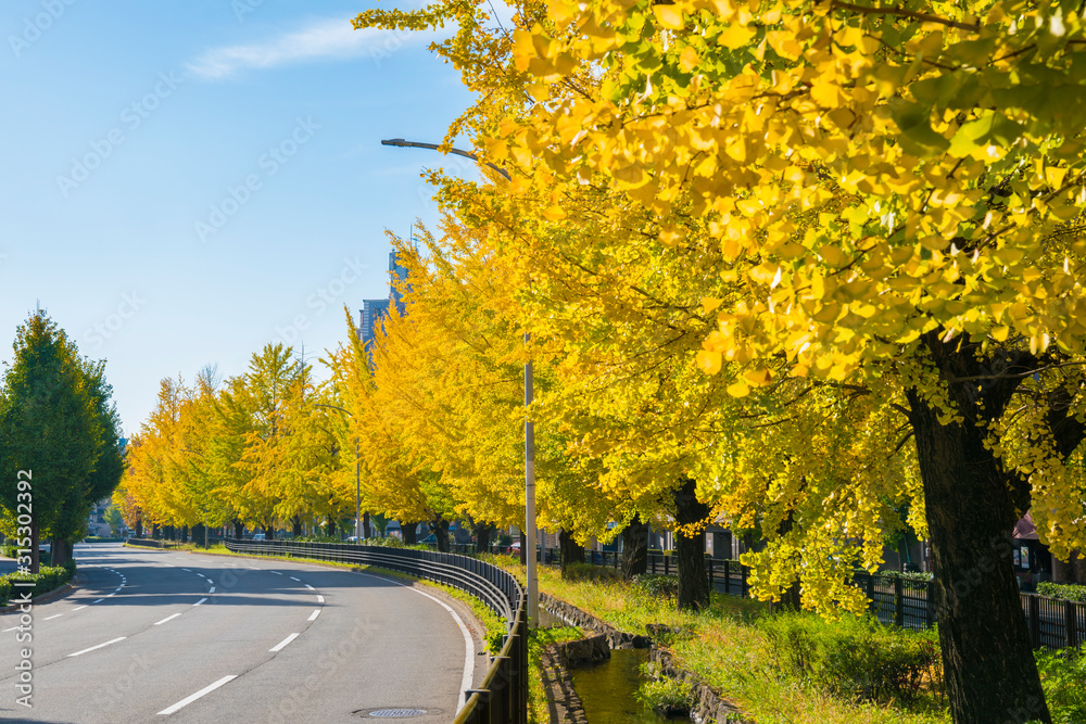 Obraz premium 京都 堀川通の銀杏並木