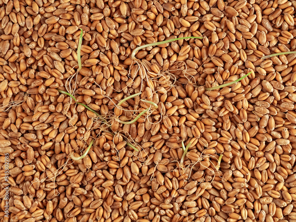 Wheat grains for germination and sprouted grains on the surface of the table. Top view, natural background. Horizontal orientation Wheat grains for germination and sprouted grains on the surface of the table. Top view, natural background. Horizontal orientation