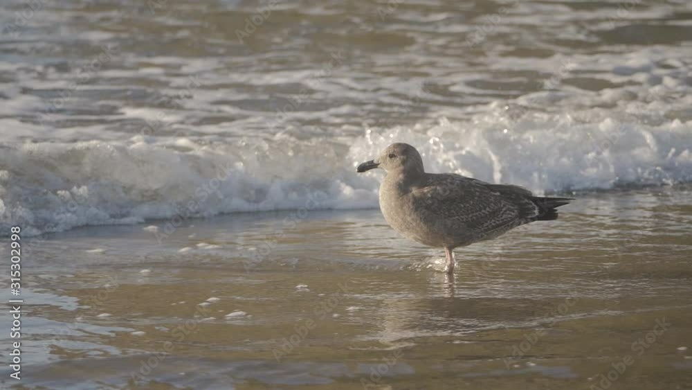young brown seagull standing on sandy beach in pacific ocean water waves in background slow motion young brown seagull standing on sandy beach in pacific ocean water waves in background slow motion