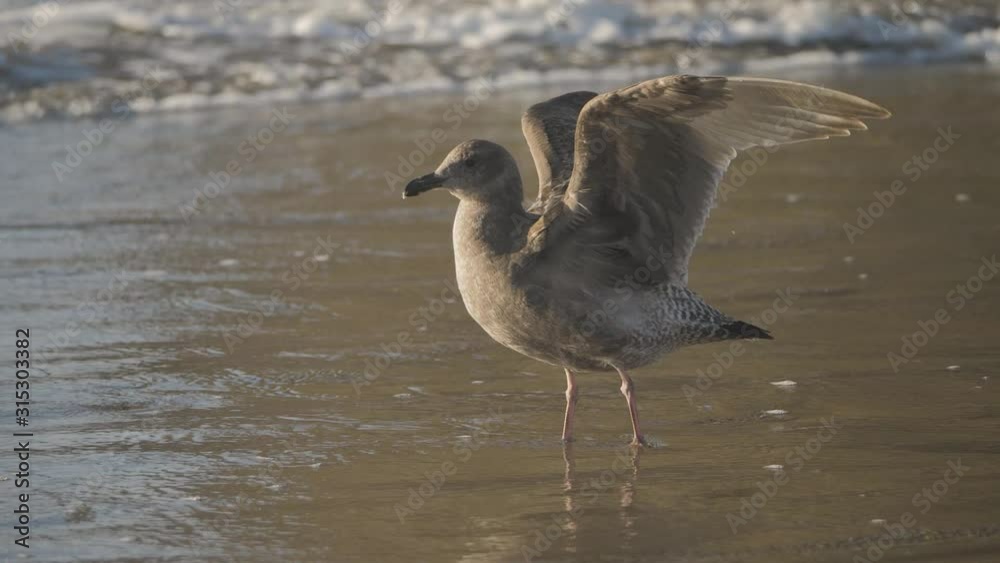 young brown seagull flapping wings on sandy beach in pacific ocean water waves in background slow motion young brown seagull flapping wings on sandy beach in pacific ocean water waves in background slow motion