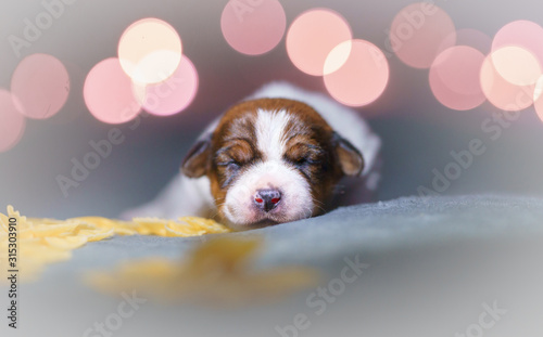 Few days old dog in a studio photo session. Jack Russell terriera puppy. Little white dog. Beautiful blurry lights.