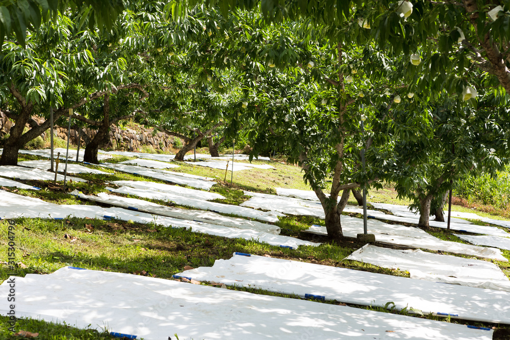 日本の山梨県・6月、収穫時期の桃農園