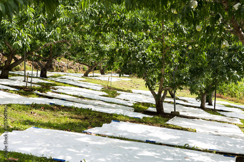 日本の山梨県・6月、収穫時期の桃農園
