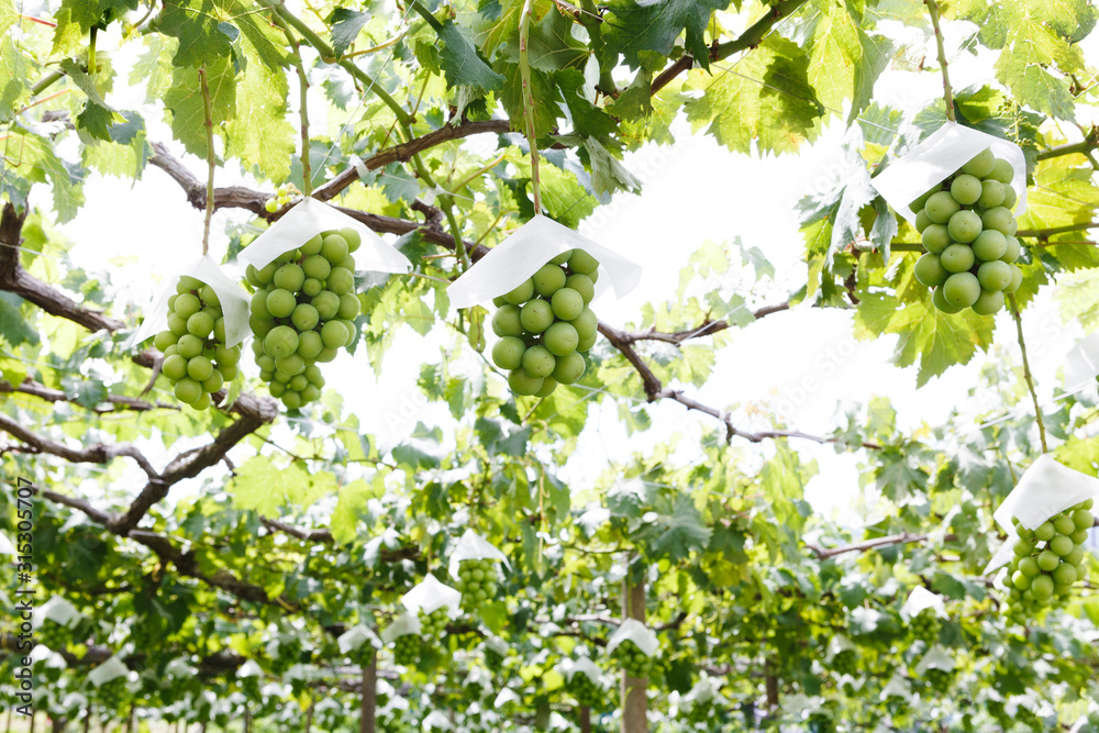 日本の山梨県・7月、収穫直前のブドウ