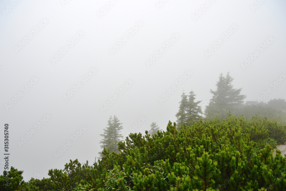 Obraz premium Misty morning in the alpine mountains. Bavaria, Germany. Mystical natural background