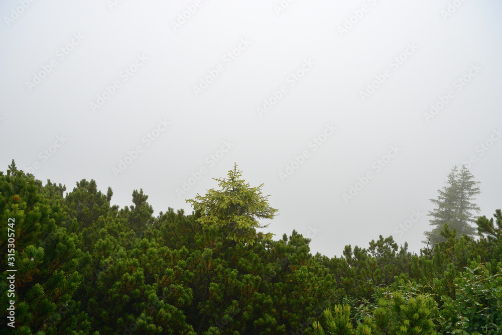 Fototapeta premium Misty morning in the alpine mountains. Bavaria, Germany. Mystical natural background