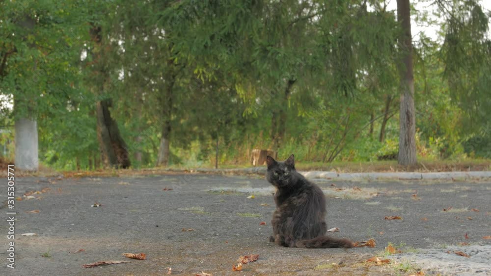 Homeless cat portrait looking at the camera black wool with spots on sidewalk animal is washing green trees on background Homeless cat portrait looking at the camera black wool with spots on sidewalk animal is washing green trees on background