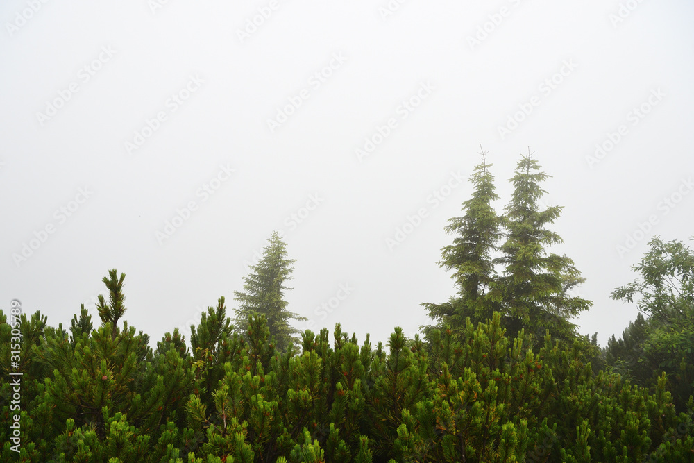 Fototapeta premium Misty morning in the alpine mountains. Bavaria, Germany. Mystical natural background