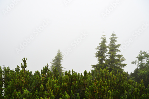 Misty morning in the alpine mountains. Bavaria, Germany. Mystical natural background